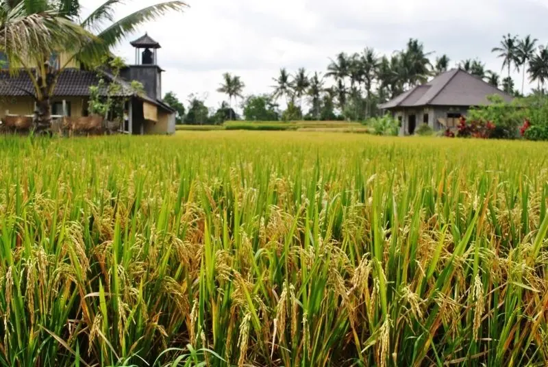 Hình ảnh của vùng nông thôn với những cánh đồng gạo vàng chín trải dài vô tận.