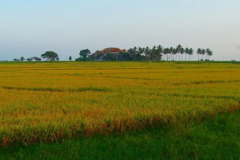 Những cánh đồng gạo vàng chín, chứng kiến ​​lao động không phải là không có.