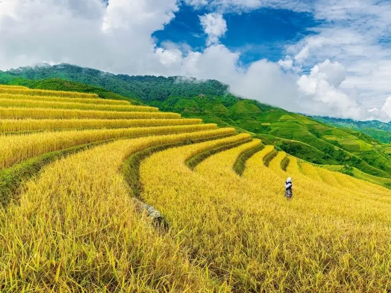 Mỗi bông gạo chín màu vàng là một minh chứng cho những nỗ lực của nông dân.