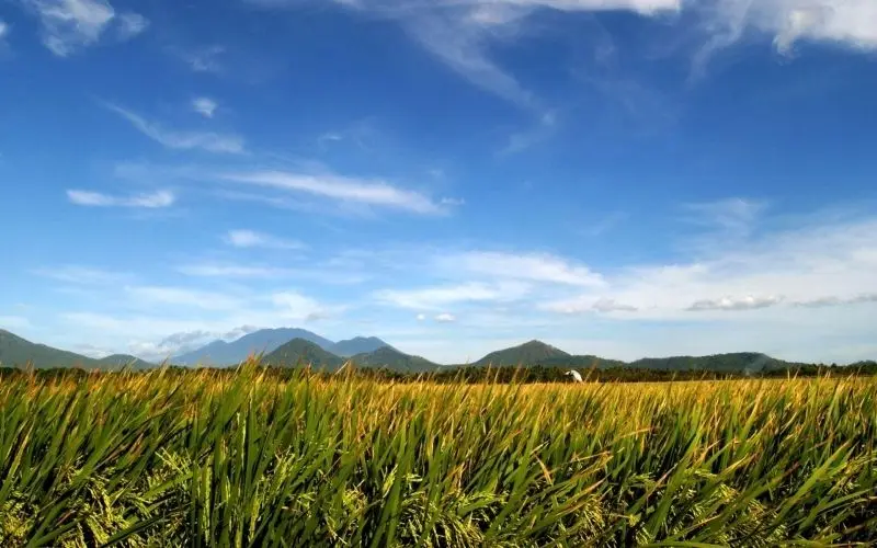 Phong cảnh của những cánh đồng gạo vàng chín làm nổi bật vẻ đẹp của các làng Việt Nam.