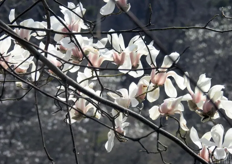 Hoa nở hoa đầy nguyên sơ