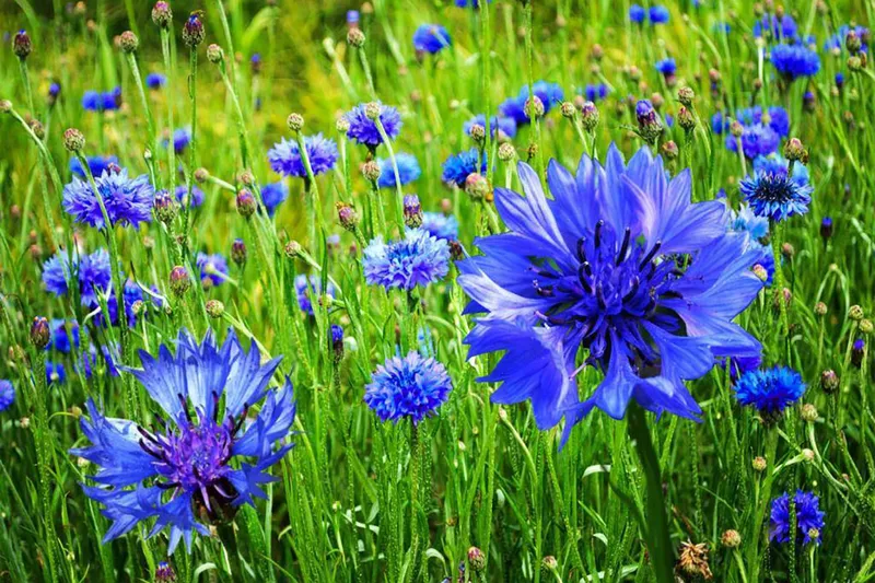 Hoa chrysanthemum sáng