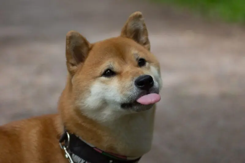 Shiba meme với một khoảnh khắc cười không ngừng