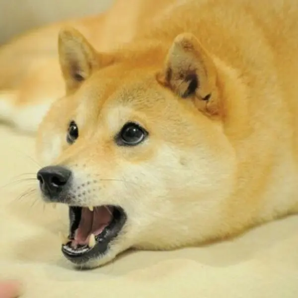 Shiba meme làm cho mọi người cười