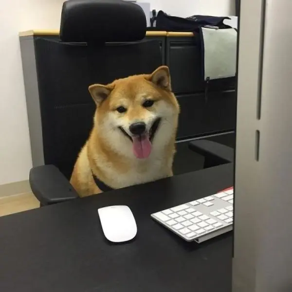 Shiba meme với các biểu thức hài kịch