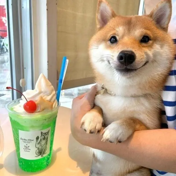 Shiba meme dễ thương cho mọi lứa tuổi