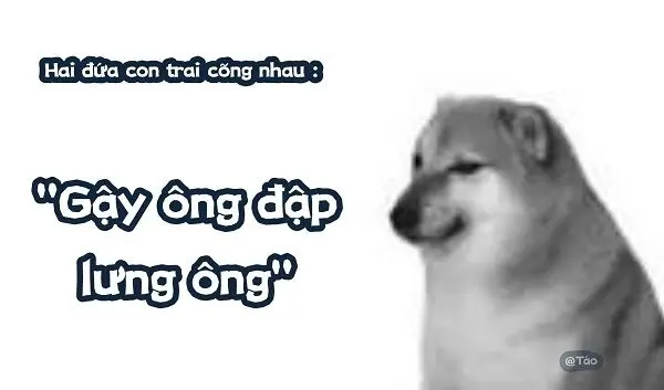 Shiba meme hài hước cho mọi tâm trạng