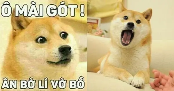 Shiba meme với những khoảnh khắc vui nhộn đáng yêu