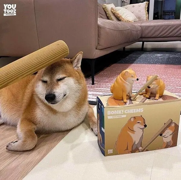 Shiba meme với những biểu cảm dễ thương và hài hước