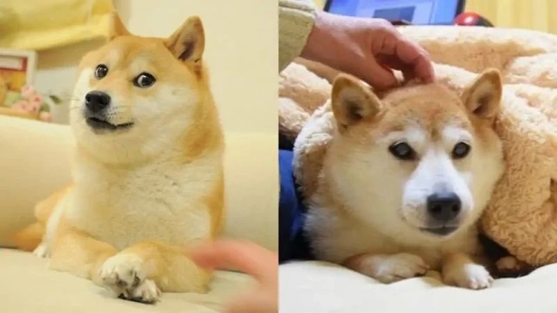 Shiba meme vui và thú vị