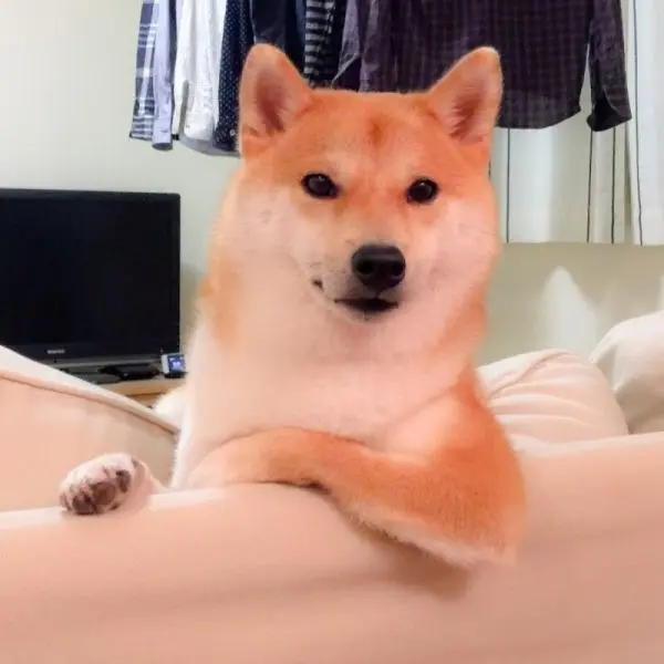 Shiba meme ngồi như một người lớn hài hước