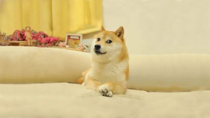 Shiba meme vui làm mọi người cười