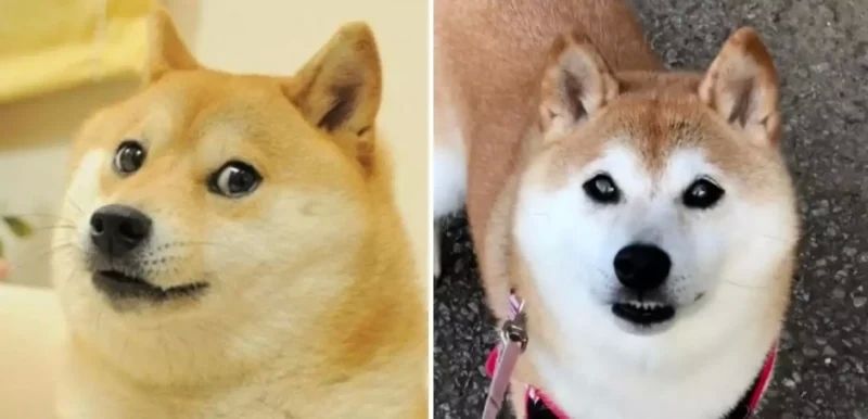 Meme Shiba Biểu hiện độc đáo rất khó giúp