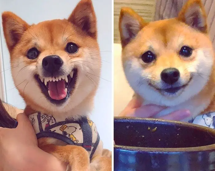 Shiba meme với biểu cảm vui nhộn