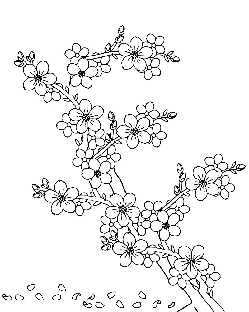 Vẽ tranh bằng hoa anh đào với vẻ ngoài dịu dàng