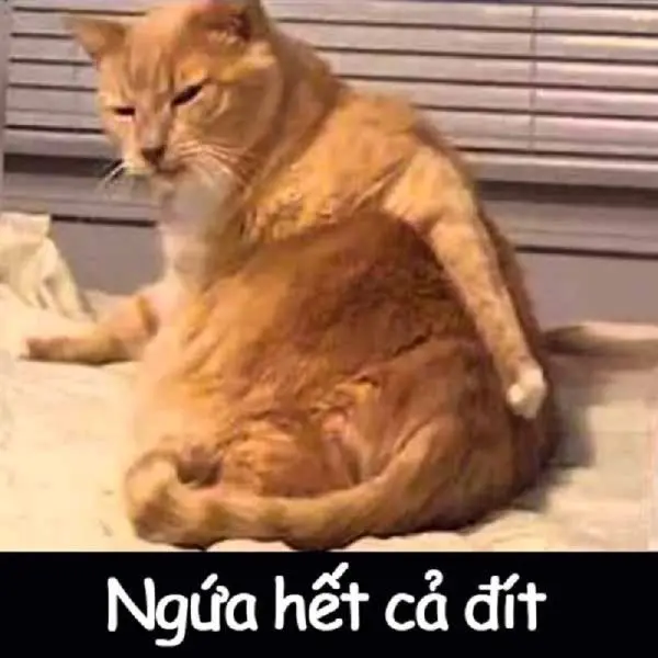 Meme Cat cào vui và thú vị