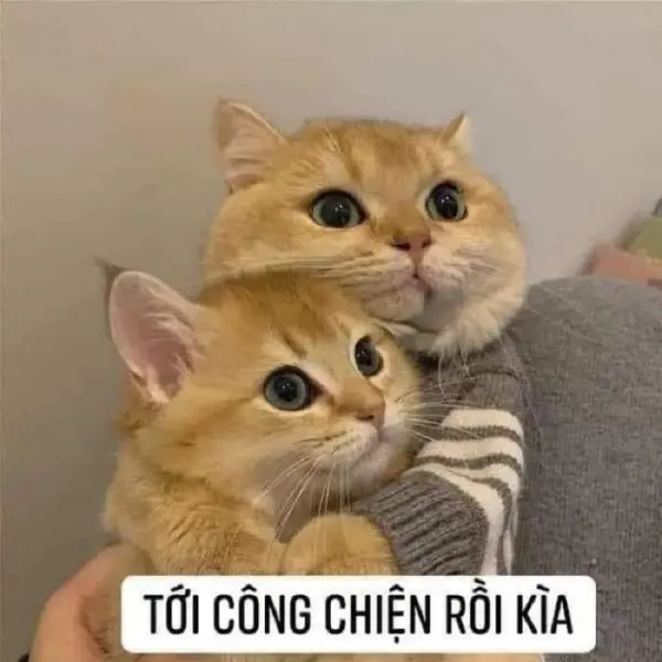 Con mèo meme ôm nhau đáng yêu và hài hước