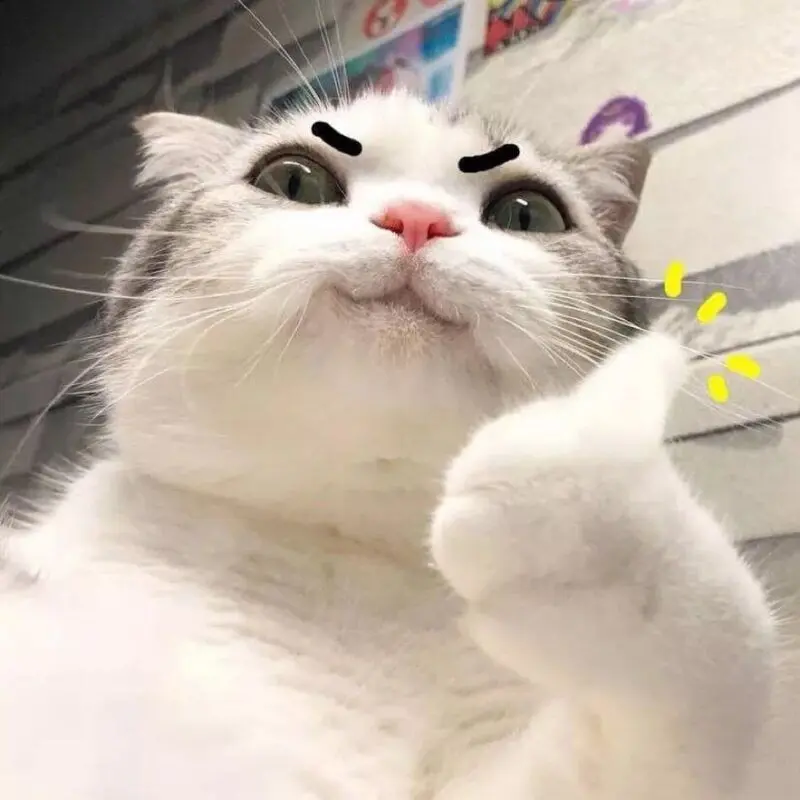 Meme Cat thích người hài hước và dễ thương nhất