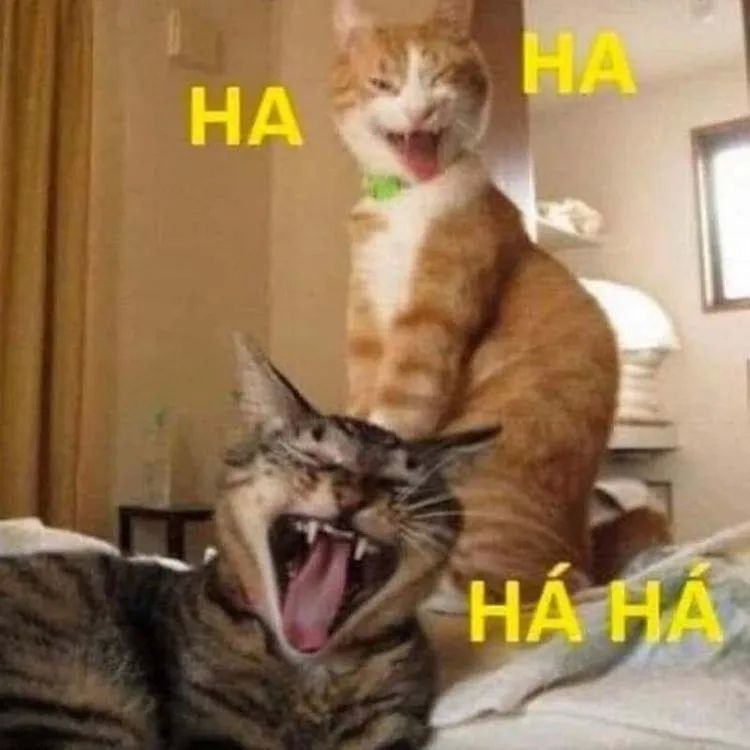 Meme Cat mỉm cười độc đáo và hài hước