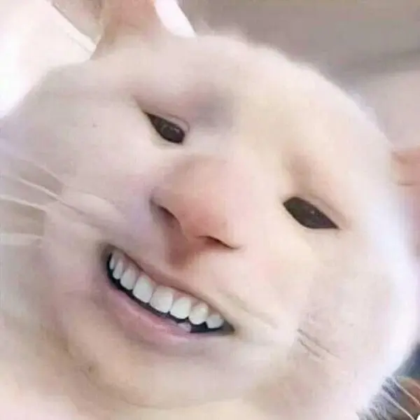 Meme Cat Face độc ​​đáo, thú vị