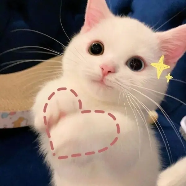 Meme Cat Heart Siu dễ thương, đáng yêu