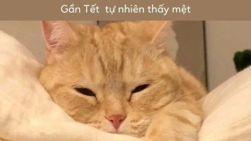 Meme Meme năm mới gây ra tiếng cười