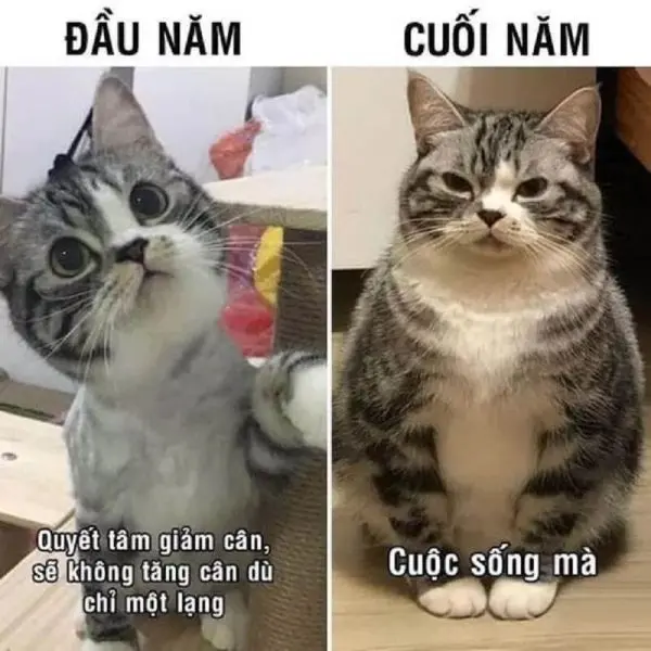 Meme mèo nổi bật cho mùa lễ hội