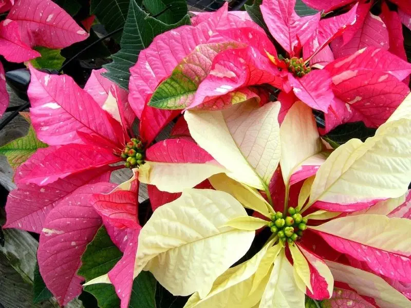 Poinsettia Pink để tạo ra một mối tình lãng mạn cho không gian