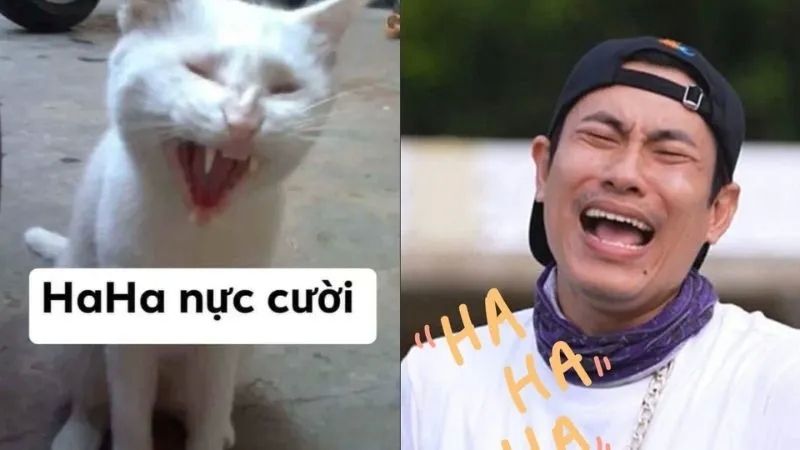 Thưởng thức bộ phim hài Meme mọi lúc