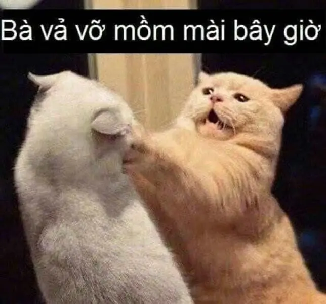 Meme Comedy làm cho mọi người cười