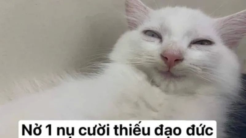 Meme Comedy cho ngày căng thẳng