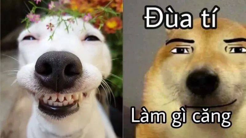 Cười với bộ phim hài meme