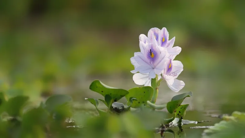 Những bông hoa lục bình nở ở giữa hồ