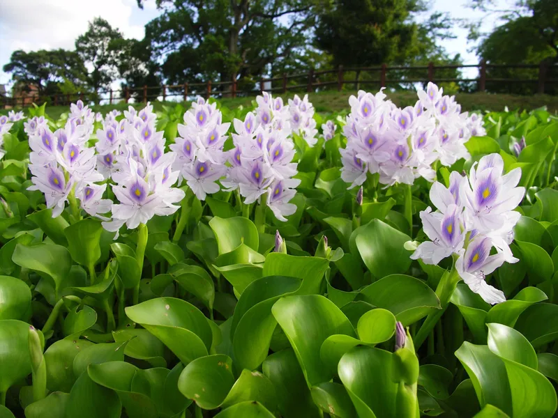 BLOWN Capital Cluster bao phủ bề mặt hồ