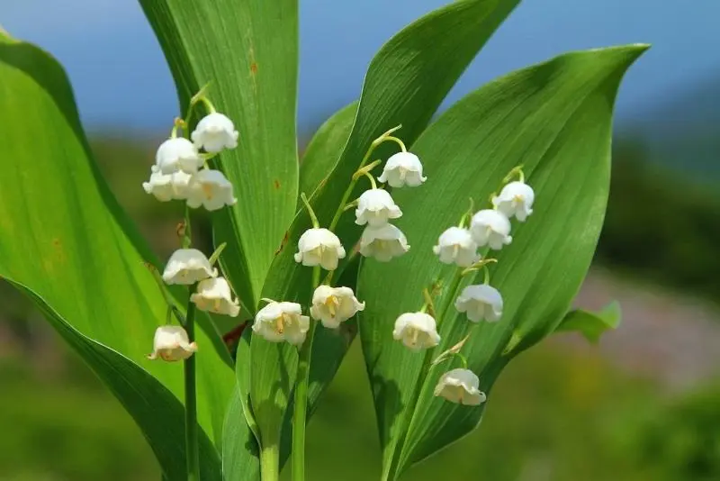 Hình ảnh hoa lan trắng làm sáng không gian