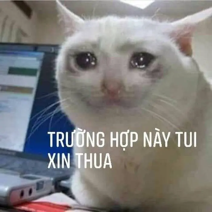 Meme thật hài hước để mang lại tiếng cười sảng khoái