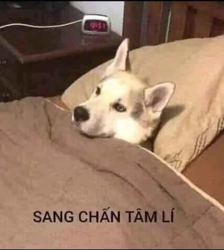 Meme là sự hài hước bất lực làm cho ngày của bạn trở nên vui vẻ hơn