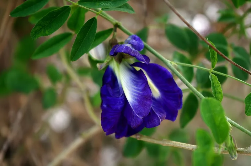 Hoa nở hoa tươi sáng