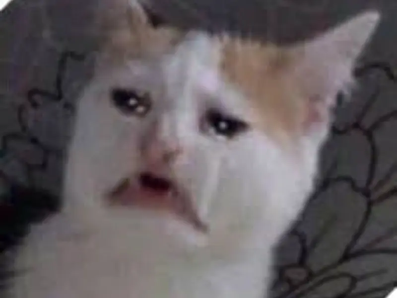 Cryingcat Meme thật buồn cười