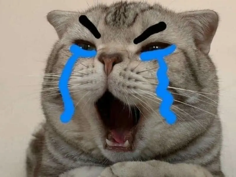 Crying Cat Meme được cộng đồng trực tuyến yêu thích