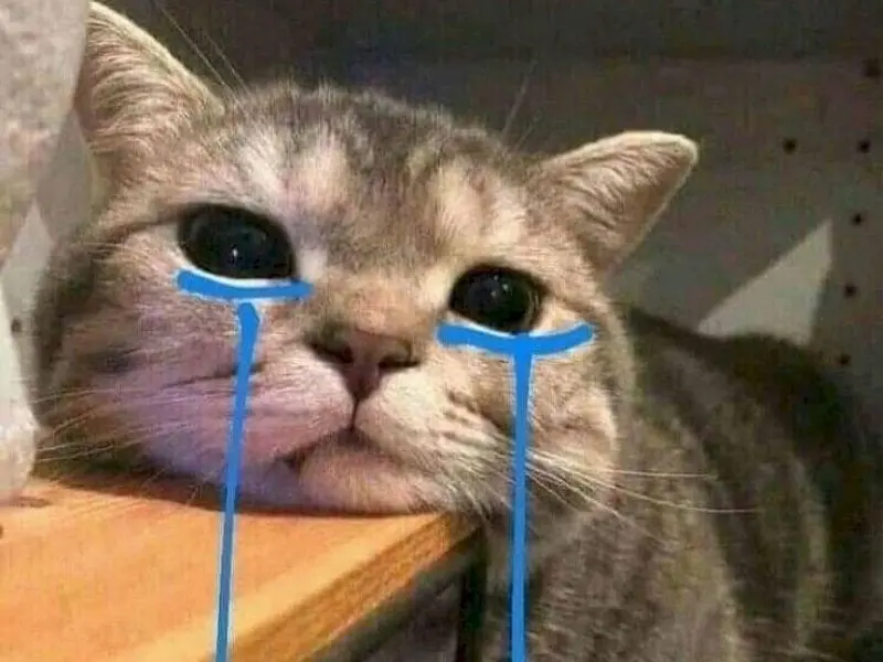 Crying Cat Meme đã chạm vào người xem