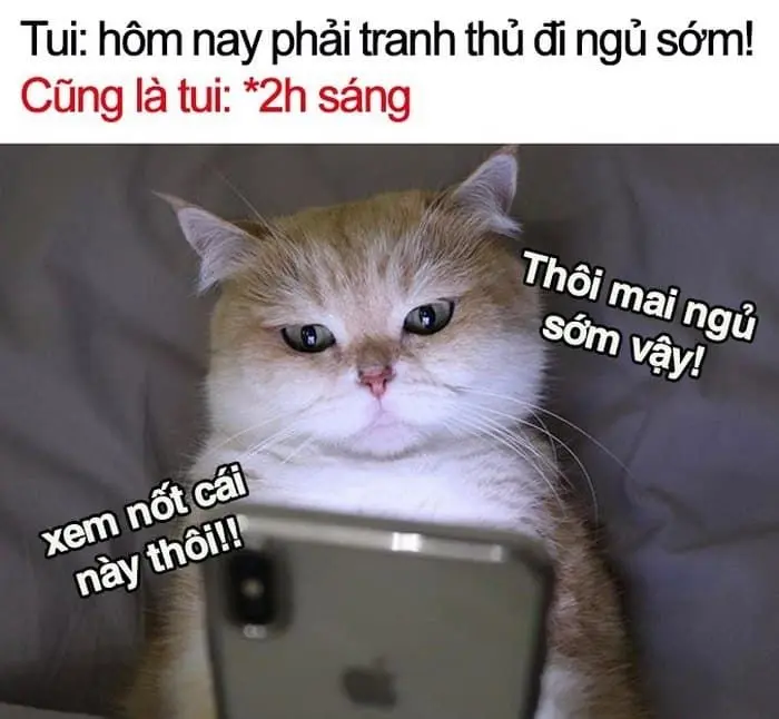 Meme đi ngủ