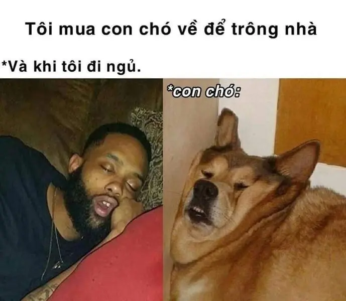 Hài hước, con chó con thú vị meme