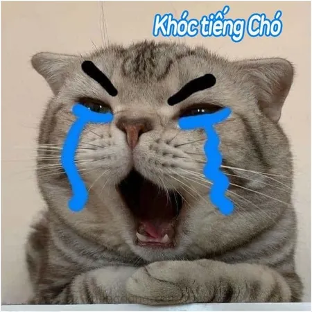 Tìm kiếm niềm vui với Super Comedy Cat Avatar