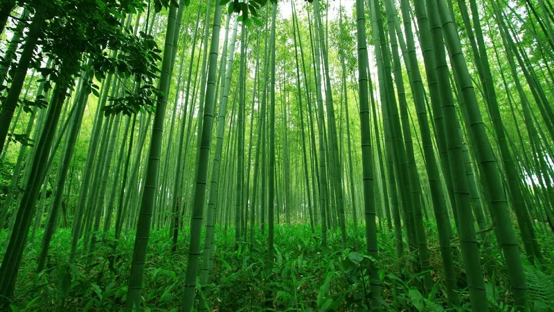 Luon Green Tre Forest là cảnh hoàn hảo cho sự sáng tạo