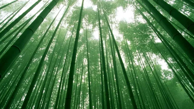 Luon Green Bamboo Forest lấy cảm hứng từ cuộc sống hài hòa với thiên nhiên