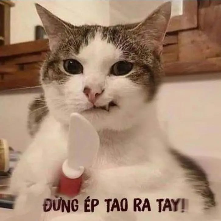 Meme đã nguyền rủa để thu hút sự chú ý của nhiều người