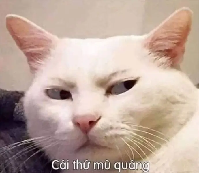 Meme nguyền rủa mọi người thú vị và dễ hiểu