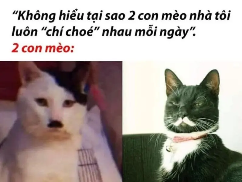 Meme không hiểu tạo cảm giác bối rối